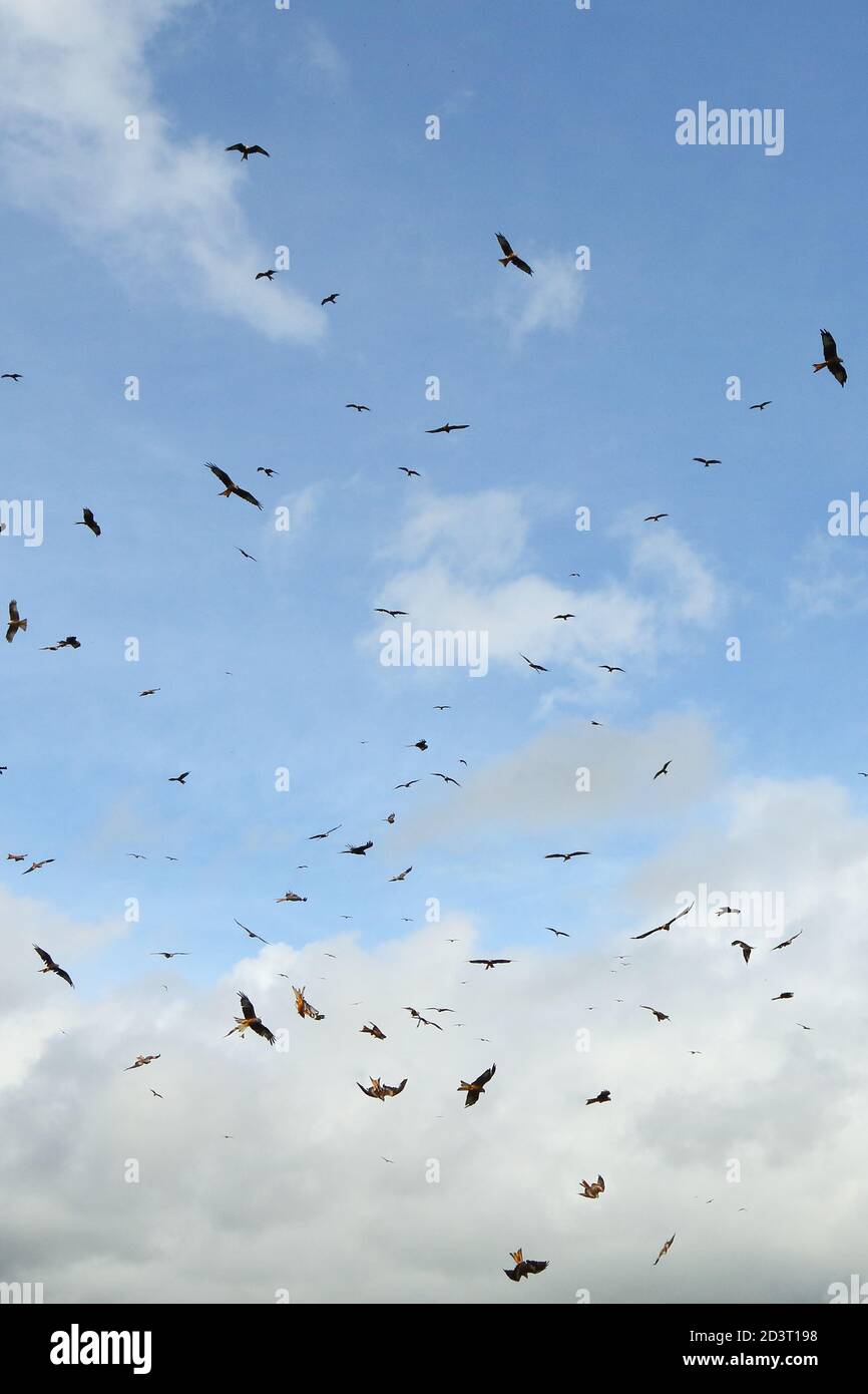 Grande gregge di Red Kites ( Milvus milvus ) cerchio e sorvola Gitrin fattoria stazione di alimentazione in Galles, mostrando immersione e comportamento circling. Foto Stock