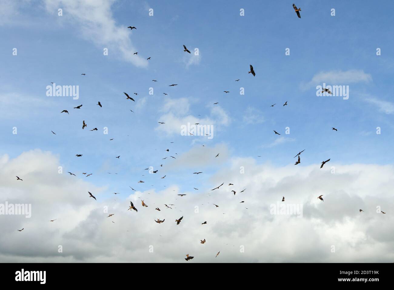 Grande gregge di Red Kites ( Milvus milvus ) cerchio e sorvola Gitrin fattoria stazione di alimentazione in Galles, mostrando immersione e comportamento circling. Foto Stock