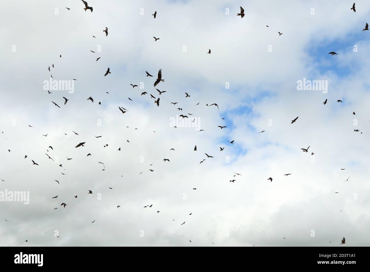 Grande gregge di Red Kites ( Milvus milvus ) cerchio e sorvola Gitrin fattoria stazione di alimentazione in Galles, mostrando immersione e comportamento circling. Foto Stock