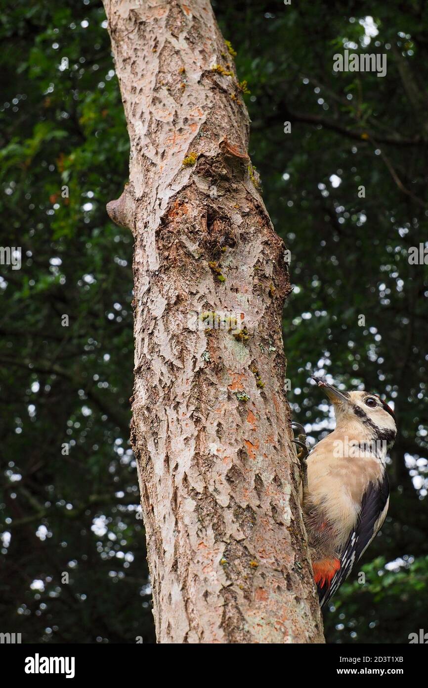 Picchio giovane Grande puntato ( Dendrocopos Major ) grandangolo girato con habitat boschivo dietro. Foto Stock