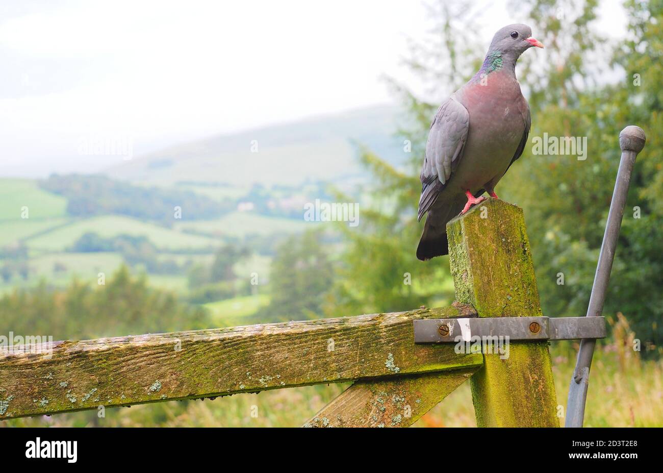 Immagine grandangolare di Stock dove ( Columba oenas ) in ambiente tipico della campagna ondulata gallese, arroccato sul gategate, agosto 2020. Foto Stock