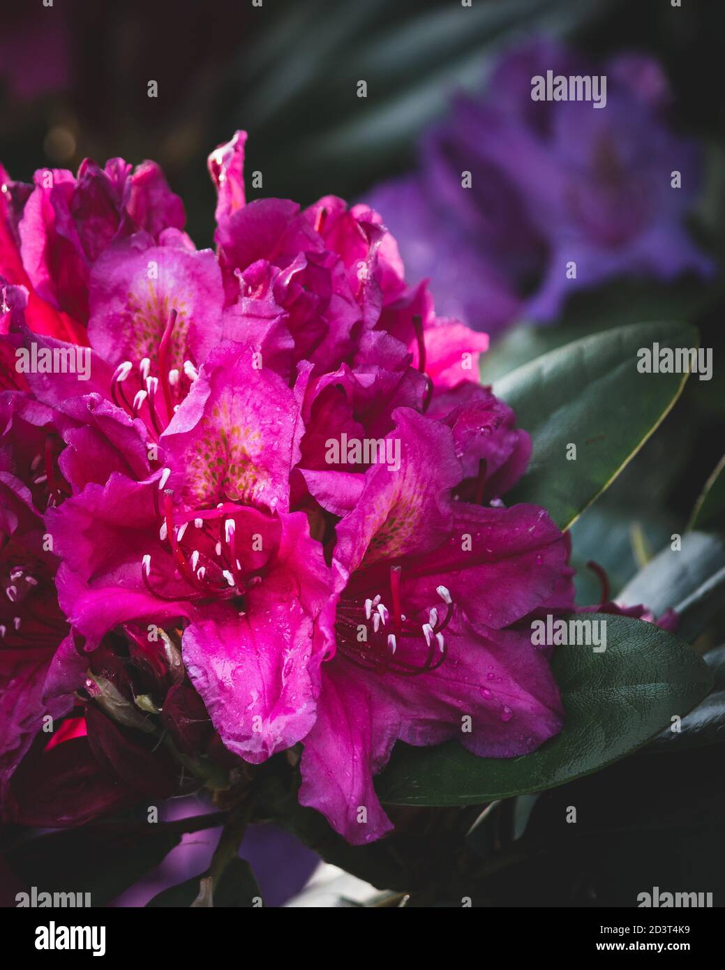 Porpora Rhododendron fiori aperti Foto Stock