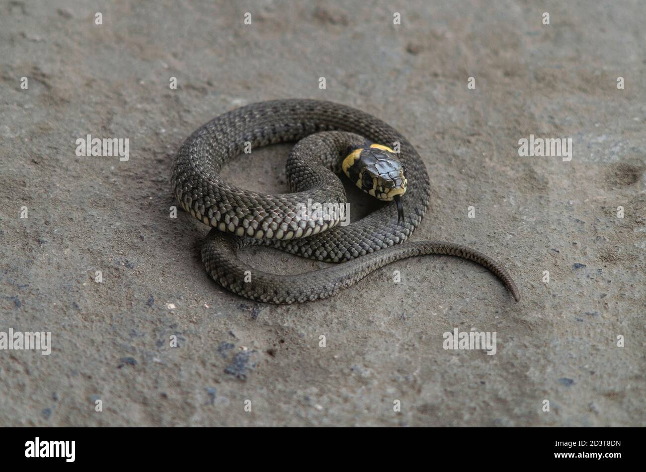 Serpente d'erba, serpente giovane arricciato su una pietra - Natrix natrix, serpente ad anello o serpente d'acqua - percorso di lavoro isolato Foto Stock