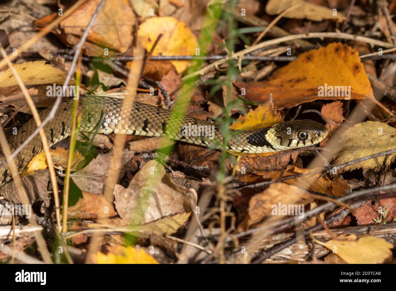 Serpente d'erba sbarrato (Natrix helvetica) crogiolandosi sulle foglie autunnali in ottobre su un bordo di bosco, Regno Unito, durante l'autunno Foto Stock