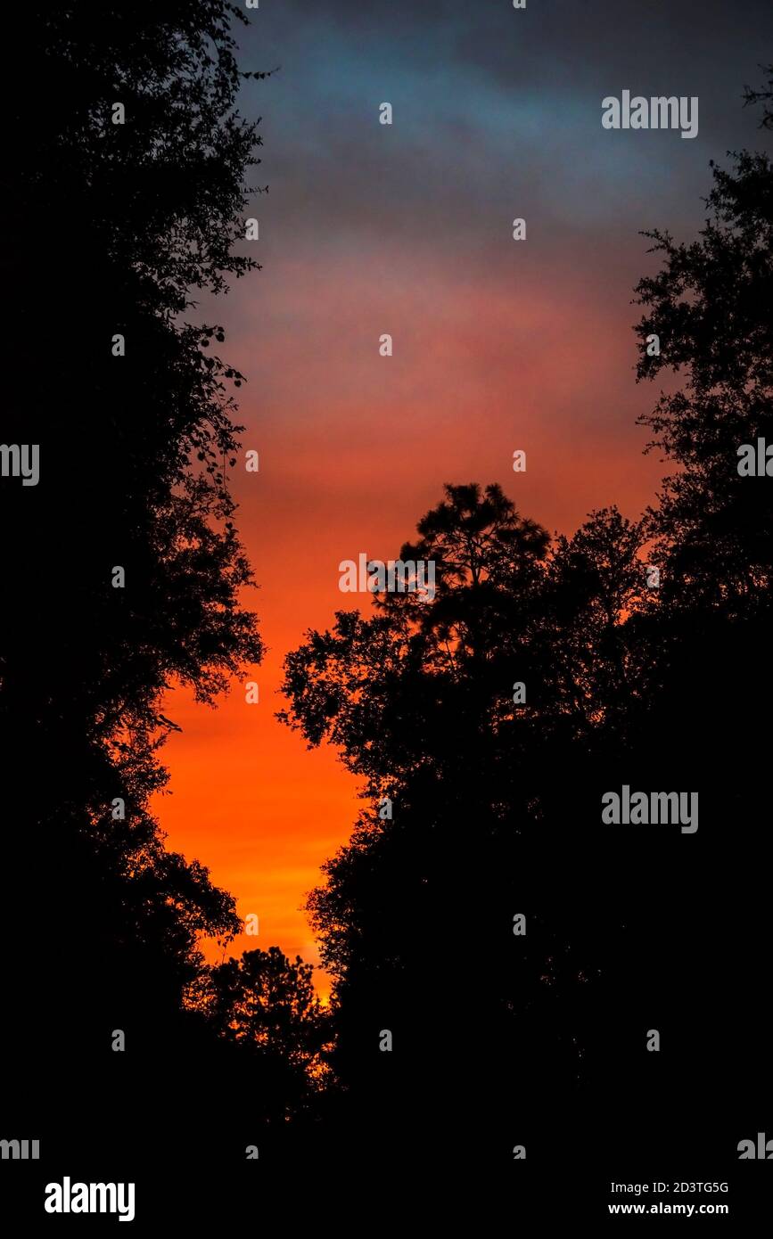 Tramonto d'autunno arancione attraverso gli alberi nella Florida centro-settentrionale. Foto Stock