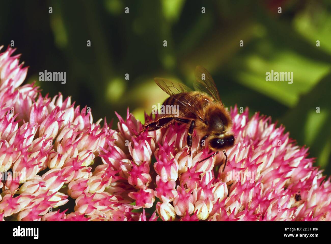 Ape al miele (Apis mellifera), che si nuce al nettare e impollinando un fiore rosa di un Sedum in un giardino nel Somerset. Foto Stock