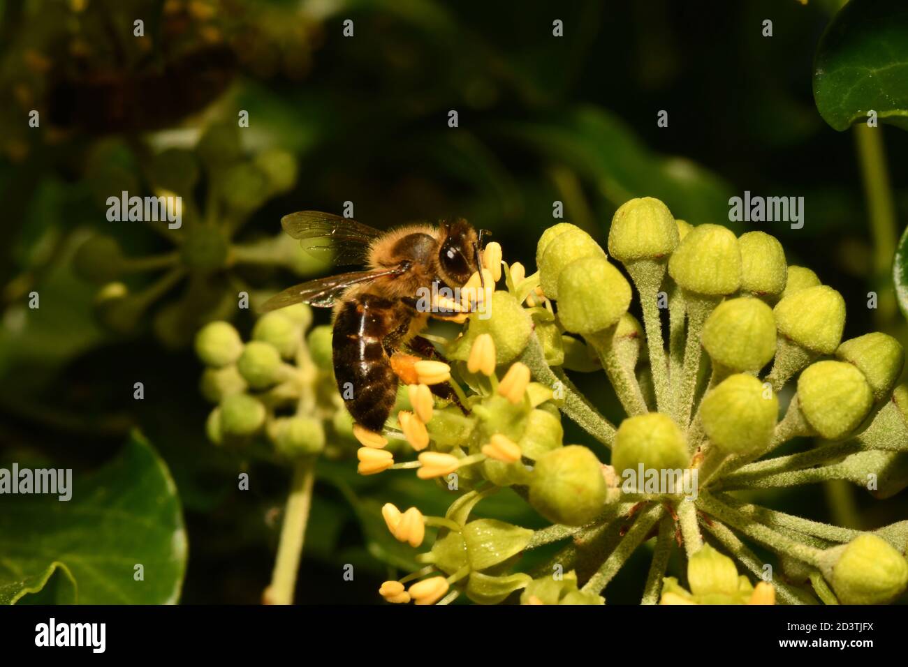 Miele Bee (Apis mellifera), che si nuce al nettare di un fiore Ivy in un giardino nel Somerset Foto Stock