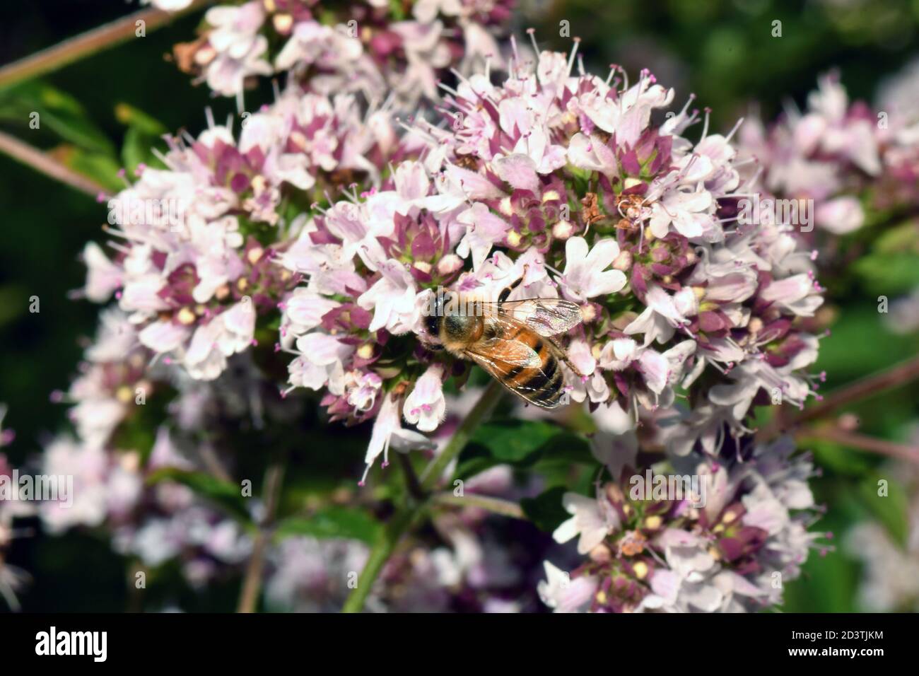 Ape di miele (Apis mellifera) che si nuce ai fiori di Marjoram in un giardino nel Somerset. Inghilterra.UK Foto Stock