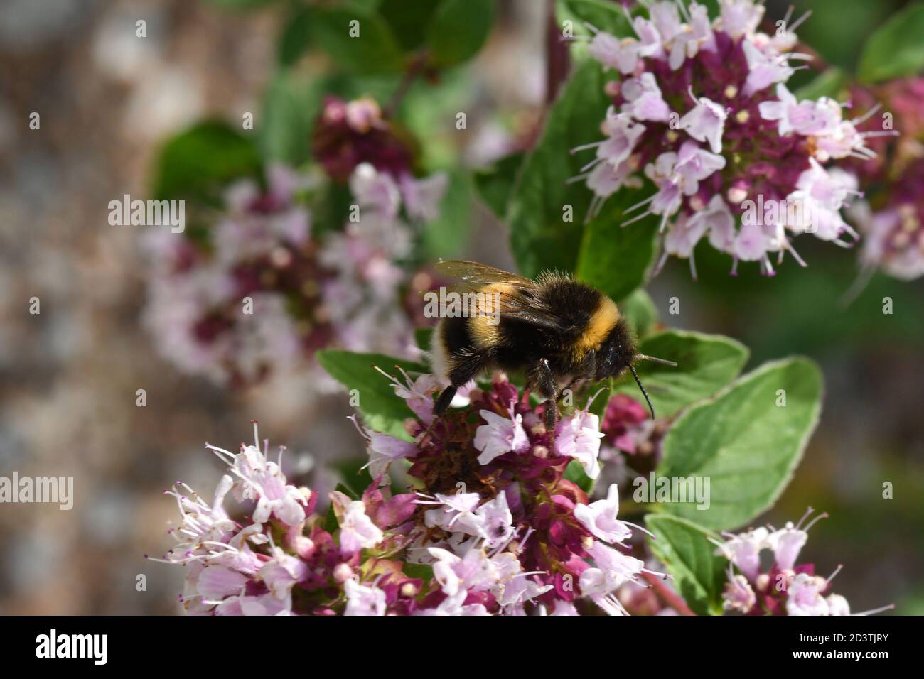 Bumble Bee che si nutrono dei fiori di Marjoram in un giardino nel Somerset. Inghilterra.UK Foto Stock