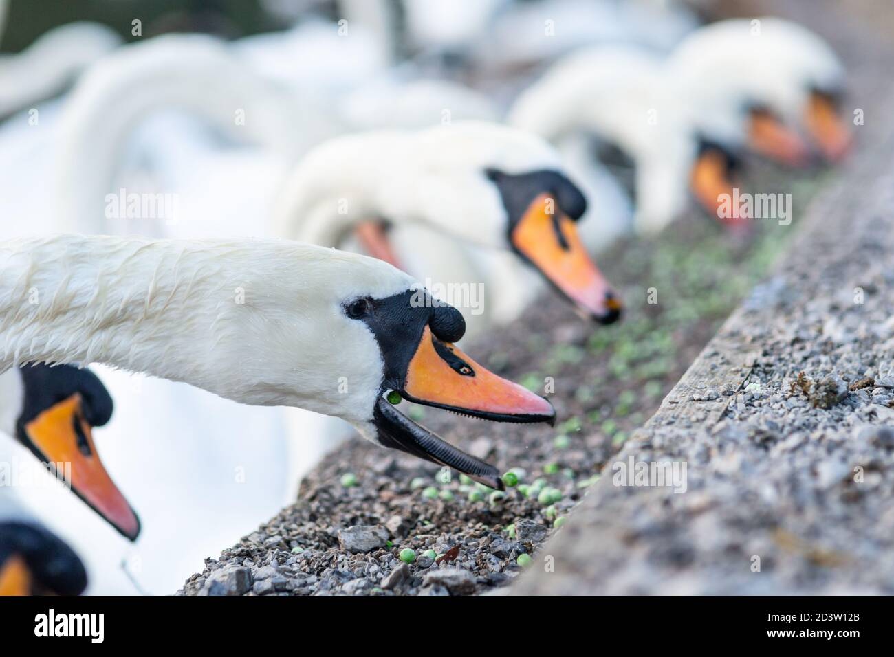 Mute cigni nutrirsi sul lato di un lago, mangiare piselli, un'alternativa più sana al pane. Inghilterra, Regno Unito. Cygnus olor, anatidae, uccelli, uccelli Foto Stock