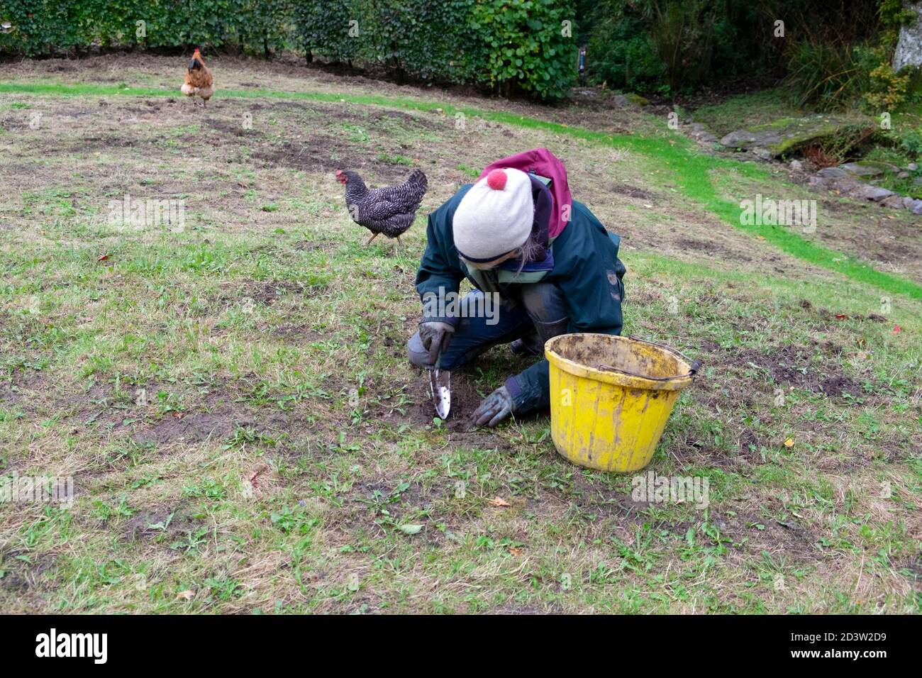 Donna scavando buco in prato con cazzuola per trapianto piante di wildflower per creare un prato in un giardino di campagna In autunno Galles Regno Unito KATHY DEWITT Foto Stock