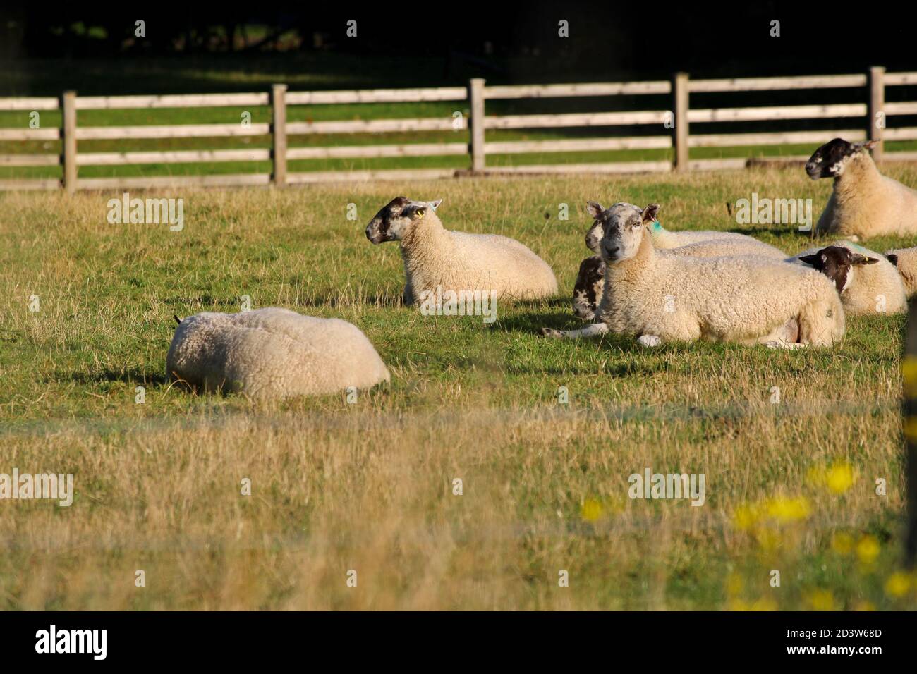 Pecora che giace sull'erba al sole Foto Stock