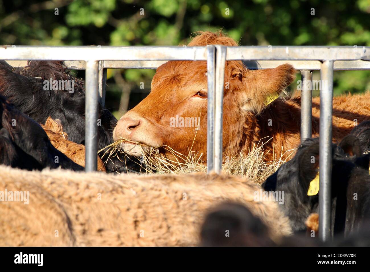 Mucche mangiare fieno secco Foto Stock