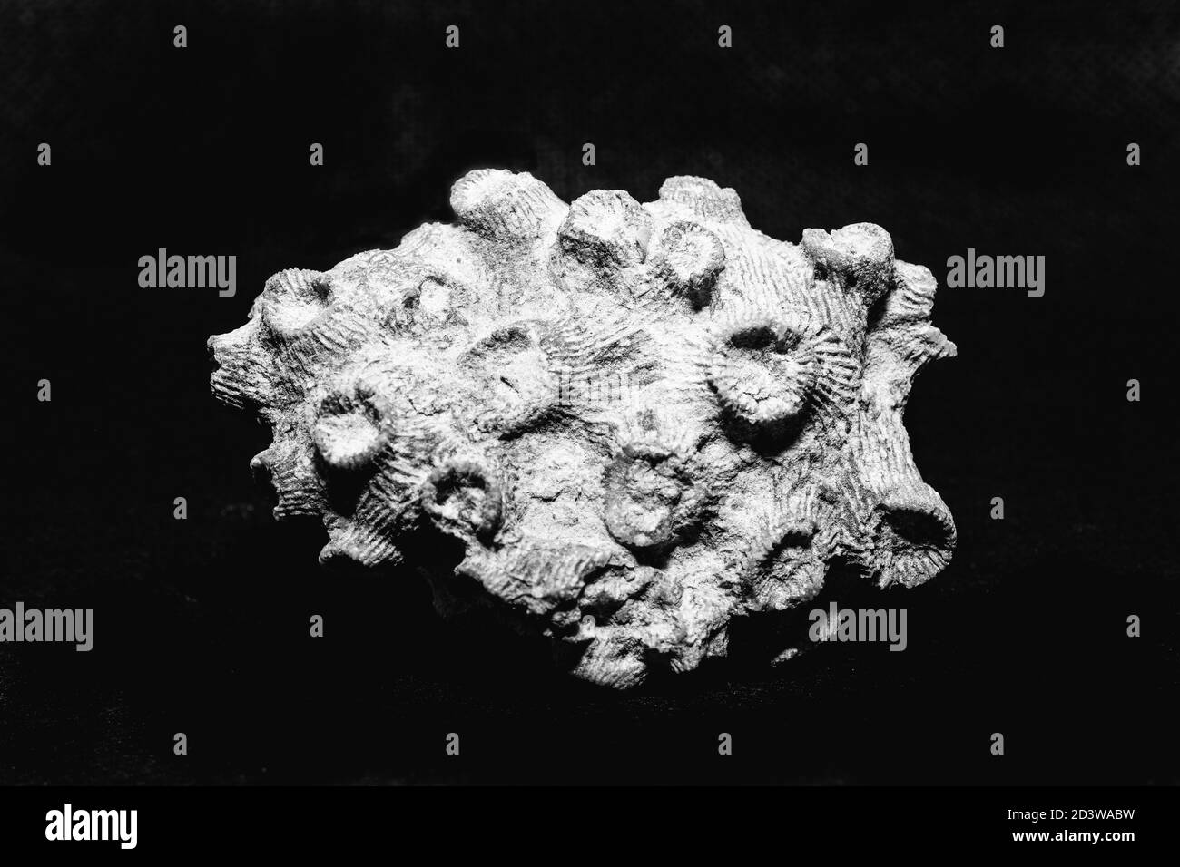 Tabulate Coral trovato al Fossil & Prairie Center, Rockford, IA- Black & White Macro shot Foto Stock