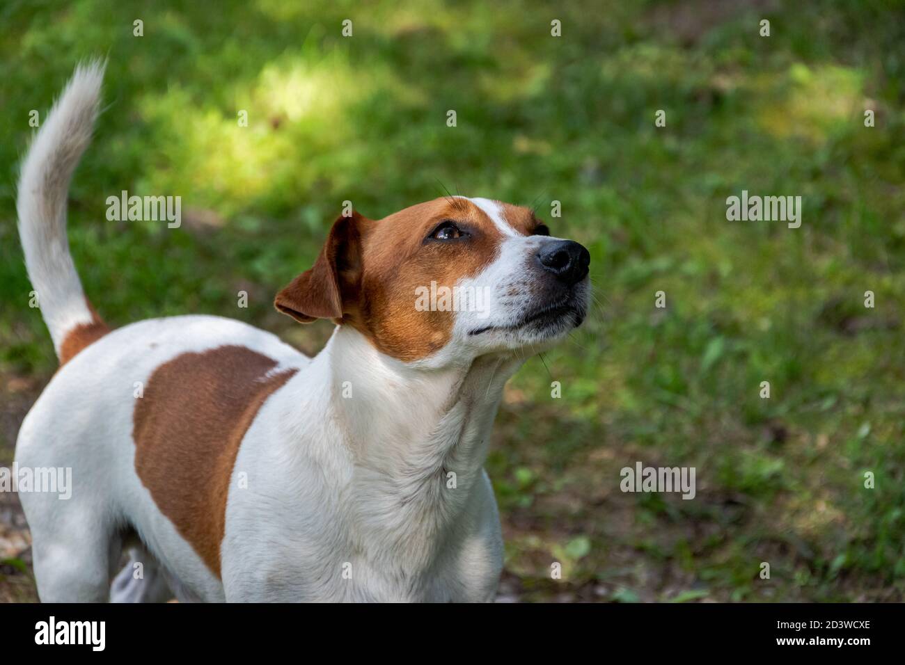 Jack Russell Terrier sta guardando qualcosa o qualcuno. Foto Stock