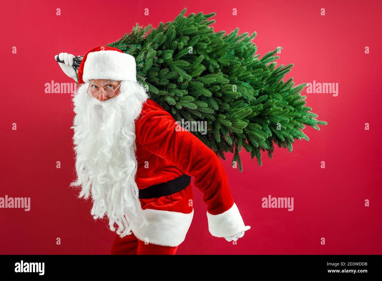 Santa uomo che porta albero di natale. Natale, anno nuovo, vacanze.  Decorazioni natalizie. L'uomo bearded vestito in costume festivo di Babbo  Natale porta l'albero di Natale. Pino. Costume di Babbo Natale Foto