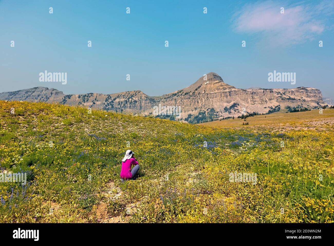 Escursioni attraverso i fiori selvatici sul Teton Crest Trail, Grand Teton National Park, Wyoming, Stati Uniti Foto Stock