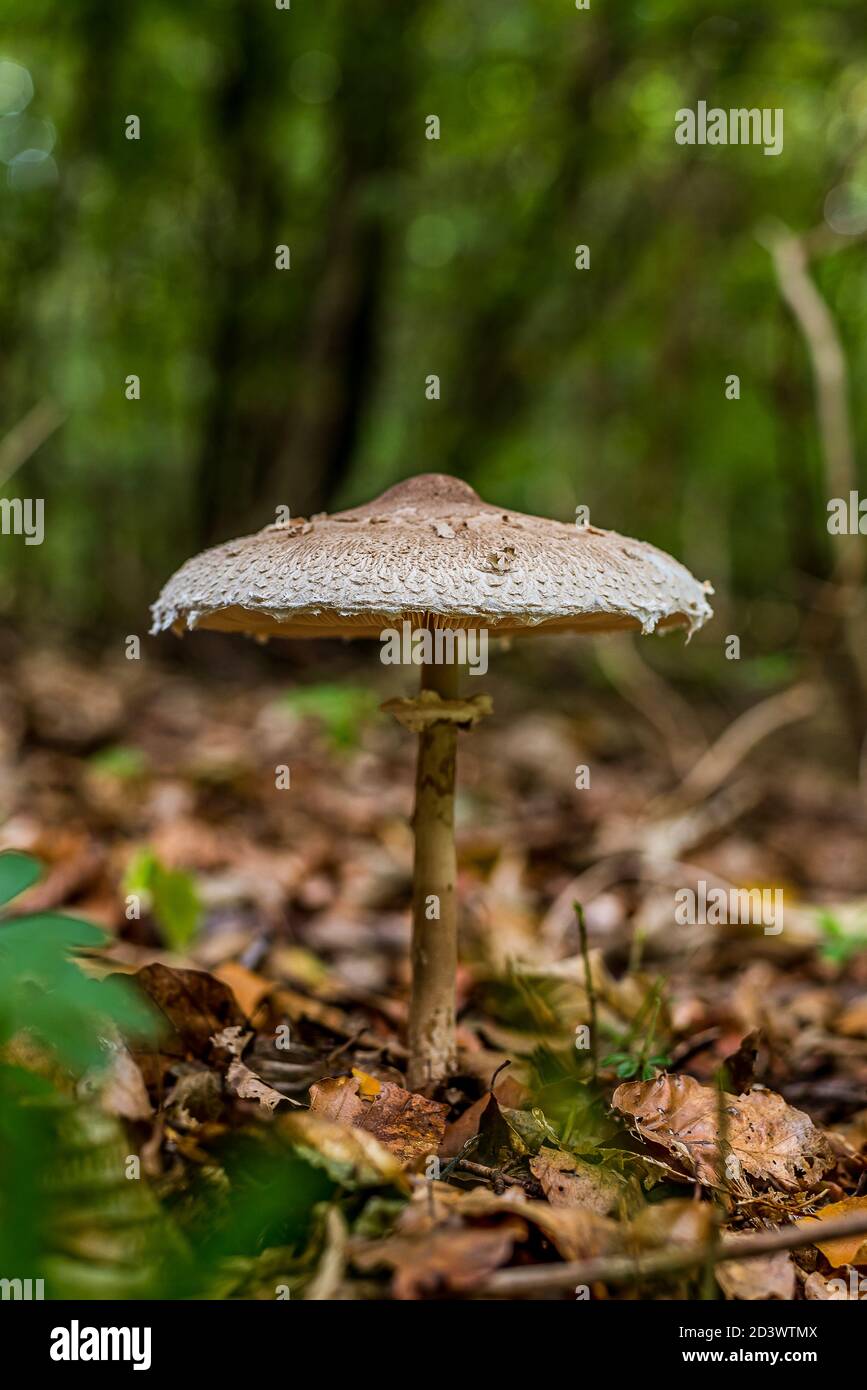 Delicious Blushing Wood Mushroom with a large cap growing tra le foglie in una foresta verde, Jaegerspris, Danimarca, 9 ottobre 2020 Foto Stock