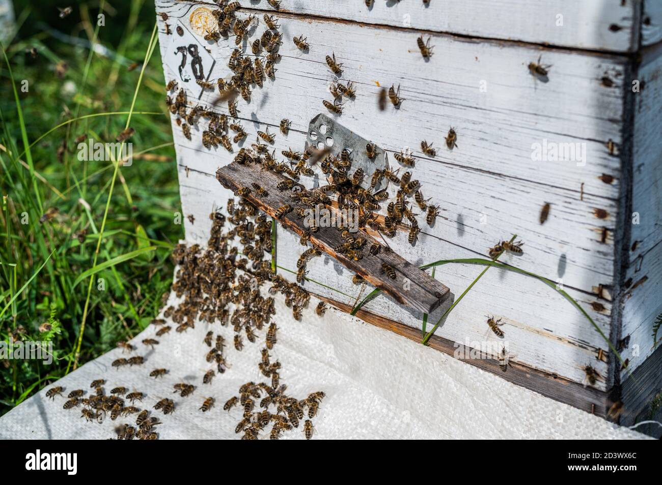 Primo piano dell'ape. Api all'alveare dell'ape. Sciame di api Foto Stock