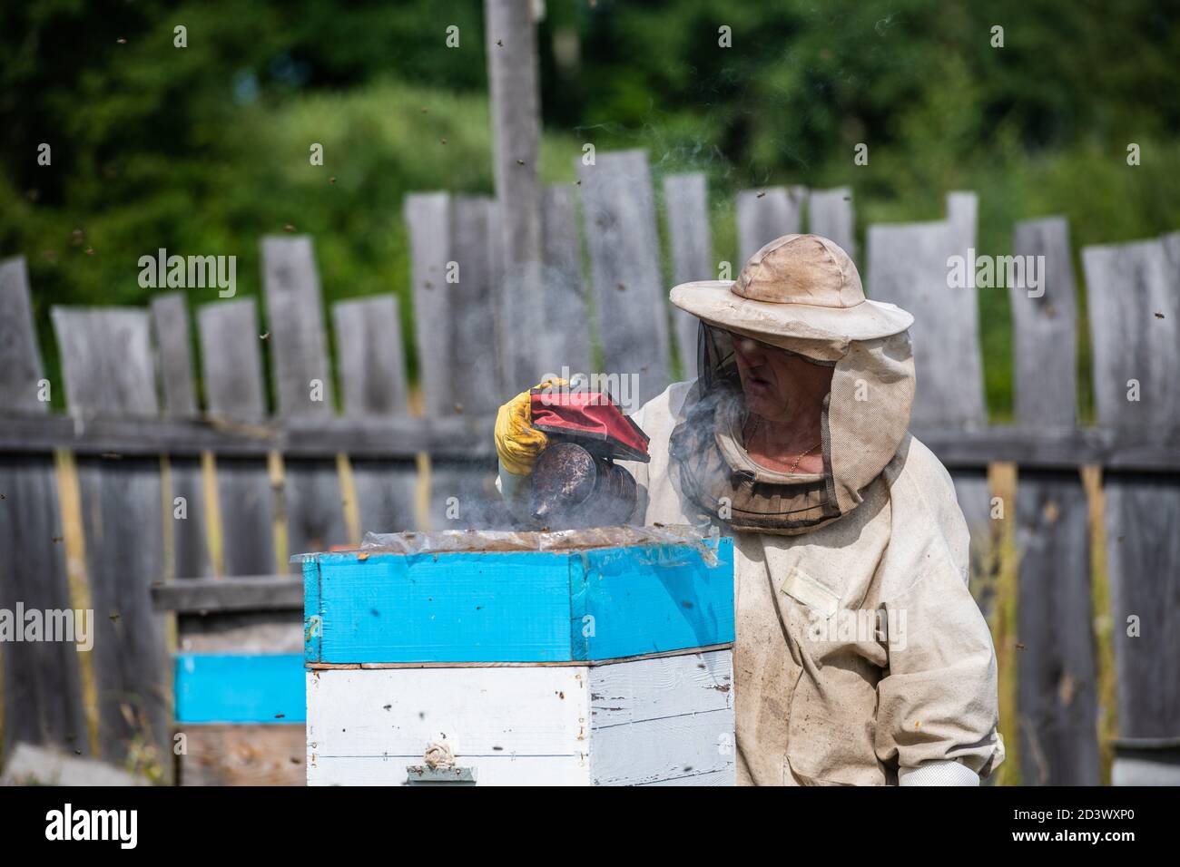 Padrone di ape su apiary. L'uomo in cappello protettivo lavora con il  camino nell'alveare. Apicoltore che esamina le api su una fattoria di api  su sfondo verde natura Foto stock - Alamy