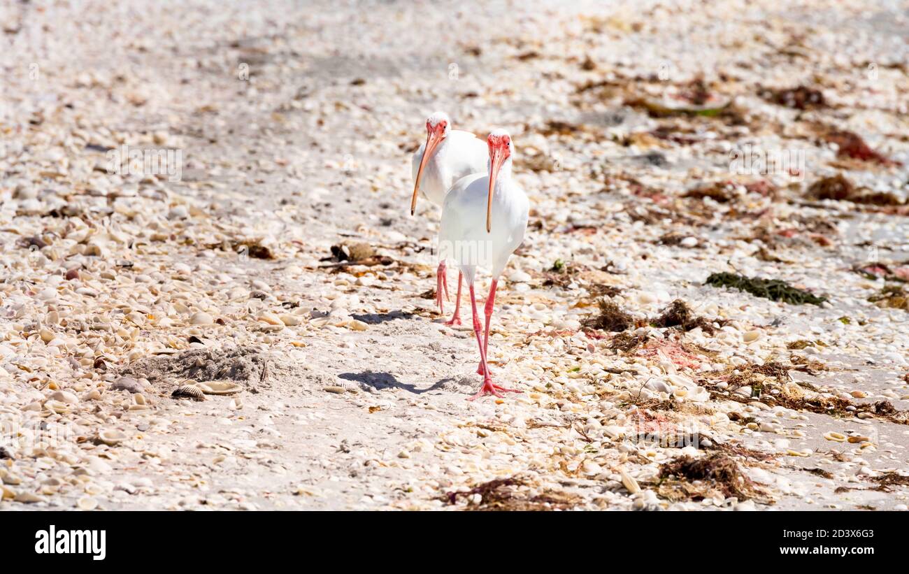 Due stibises sulla banca uno dopo l'altro, Florida, Stati Uniti Foto Stock