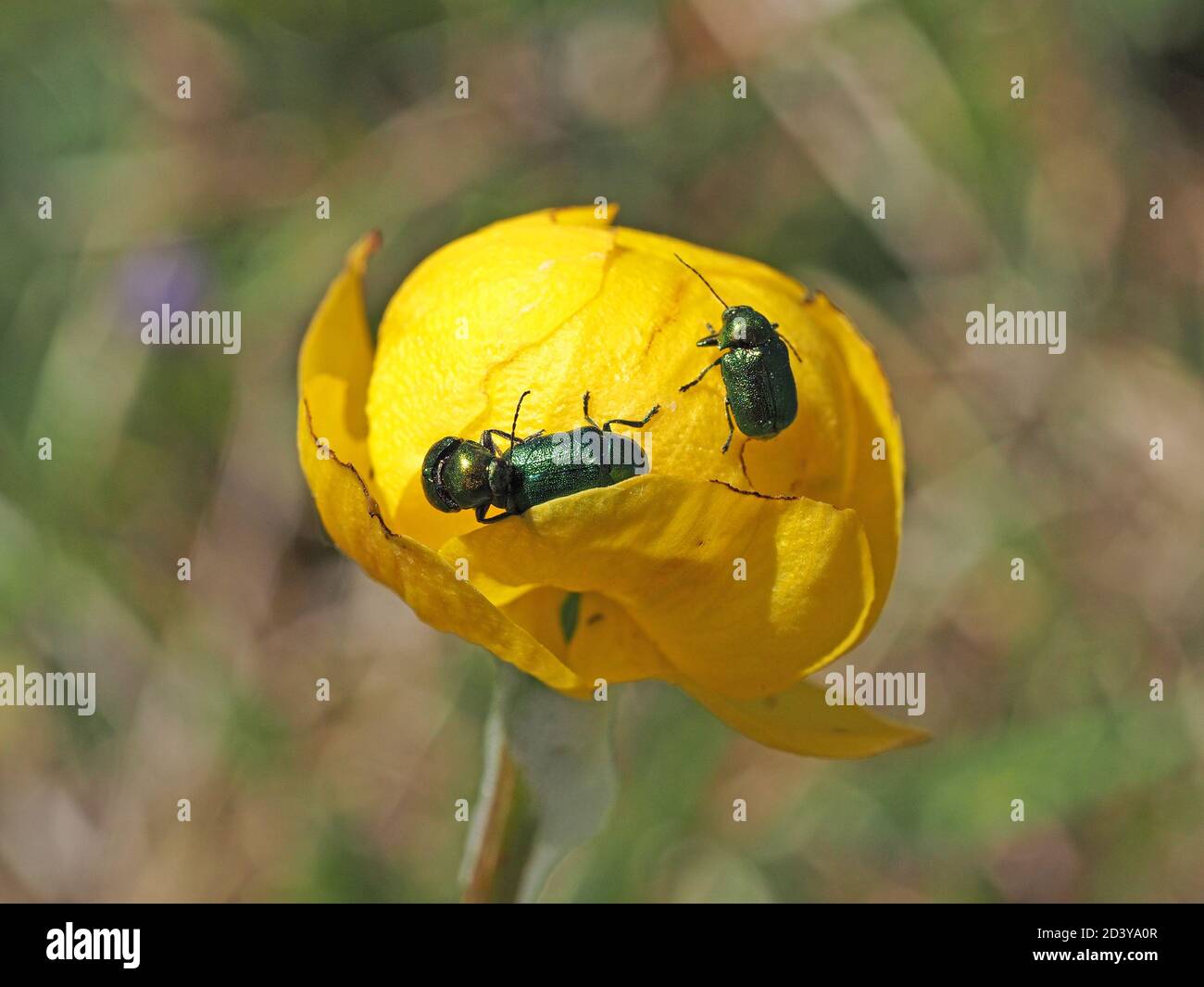 Beetles Chrysolina menthastri verdi metallizzati su sferiche gialle luminose Globe Flower (Trollius europaeus) in Cumbria, Inghilterra, Regno Unito Foto Stock