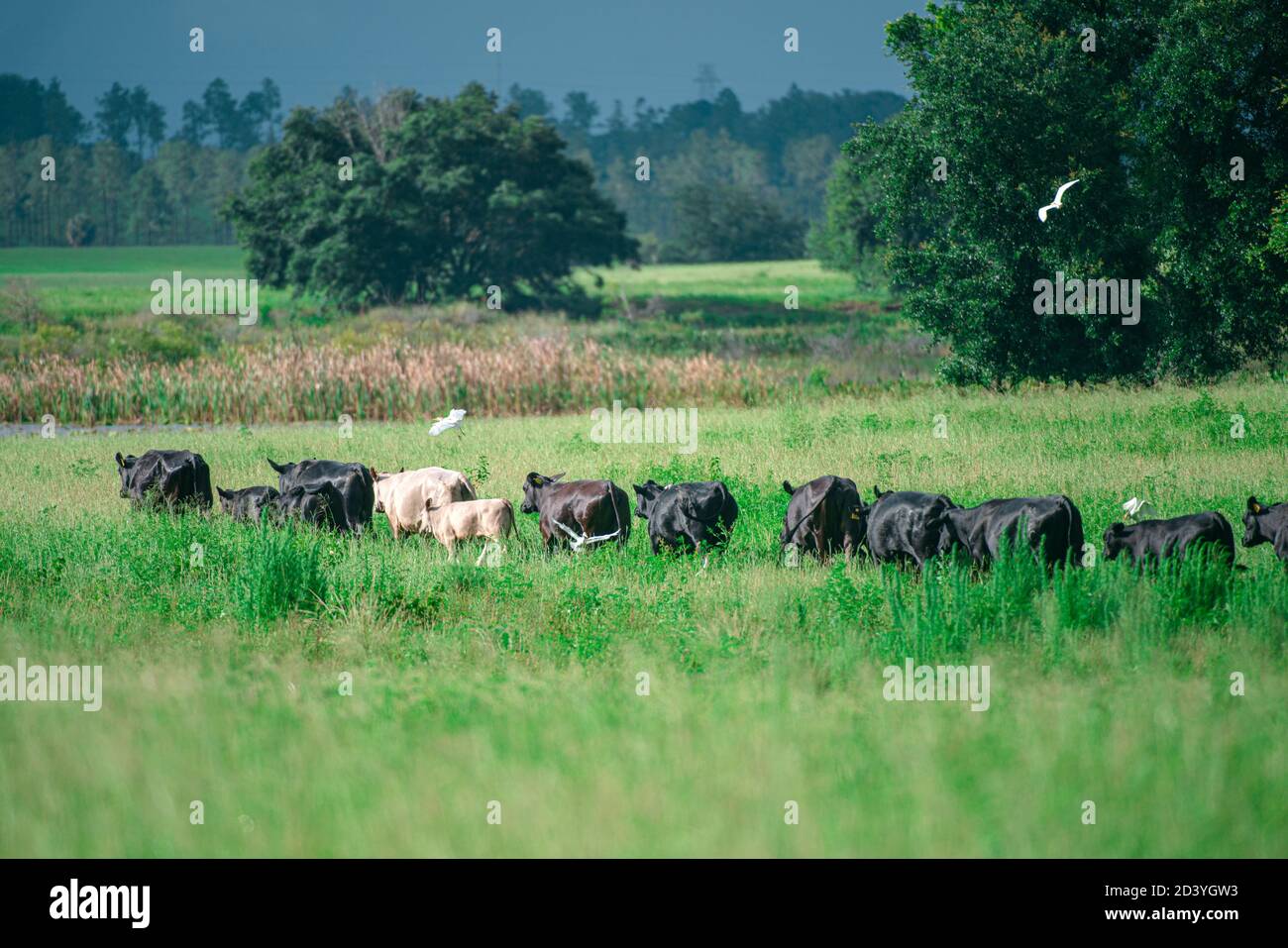 Le mucche rurali pascolano su un prato verde. Vita rurale. Animali. Paese agricolo. Foto Stock