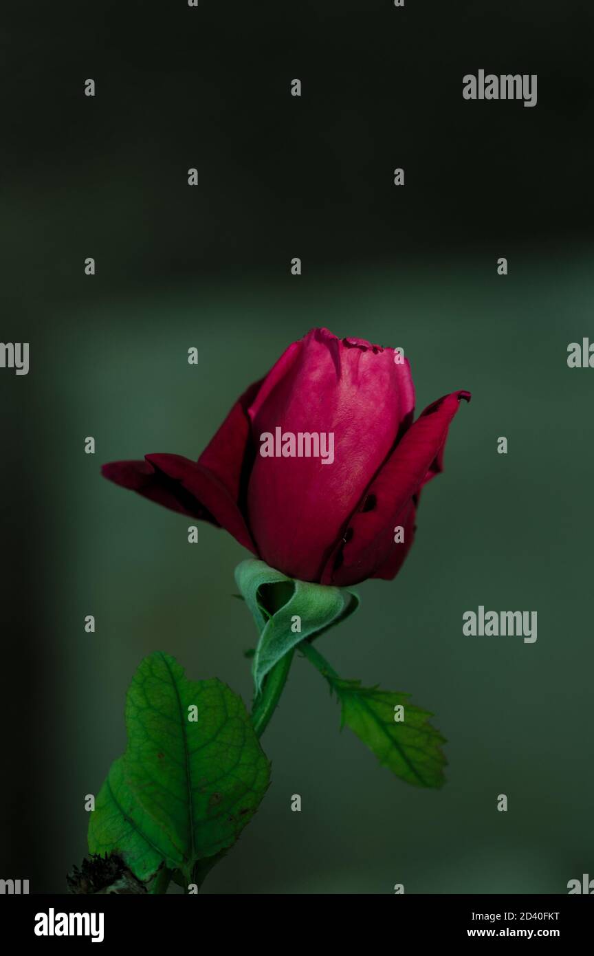 Primo piano di un germoglio di rose rosse isolato su sfondo verde e spazio di copia Foto Stock