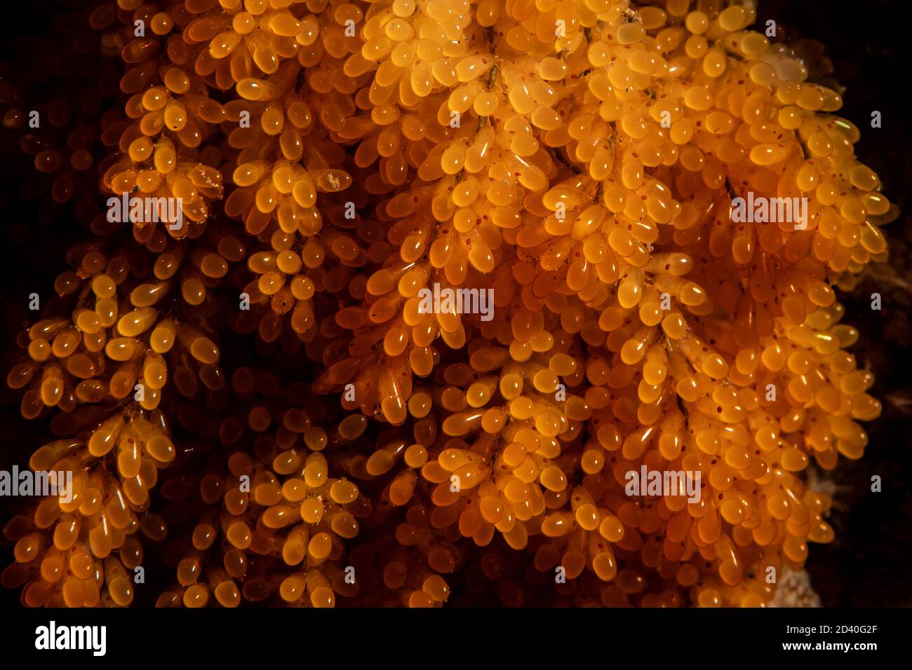 Uova di polpo rosso del Pacifico orientale Foto Stock