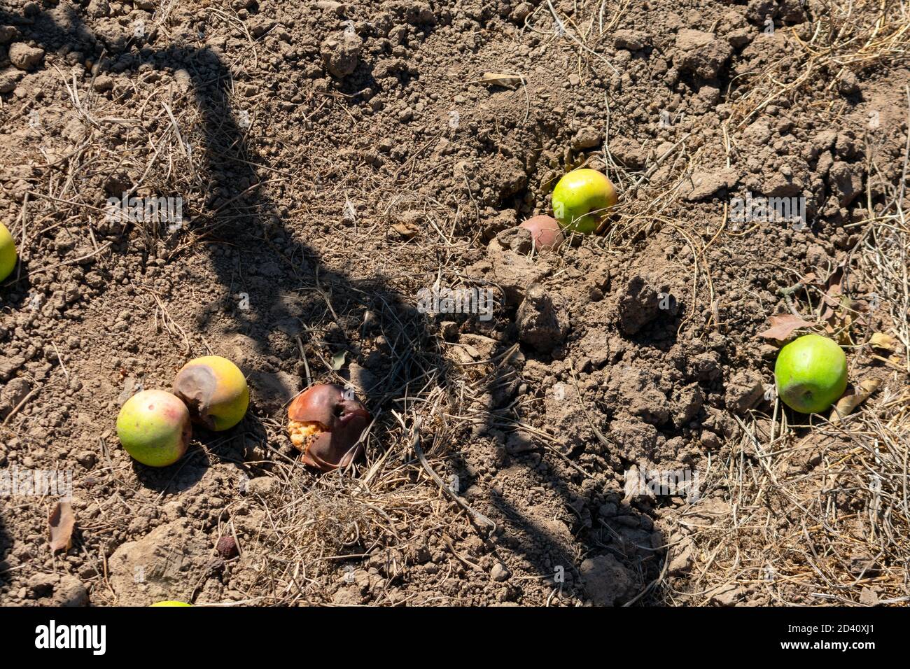 Le mele autunnali caduti marciscono a terra durante il raccolto in un frutteto commerciale. Foto Stock