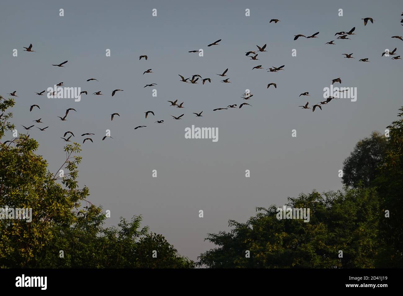 Bianco fronte Ibis ( Plegadis chihi ) che sorvola Irvine California in prima mattina. Foto Stock