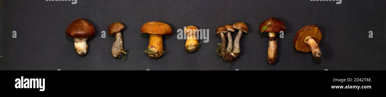Piccoli funghi forestali, in forma di striscione stretto, su sfondo scuro, in fila orizzontale. Foto Stock