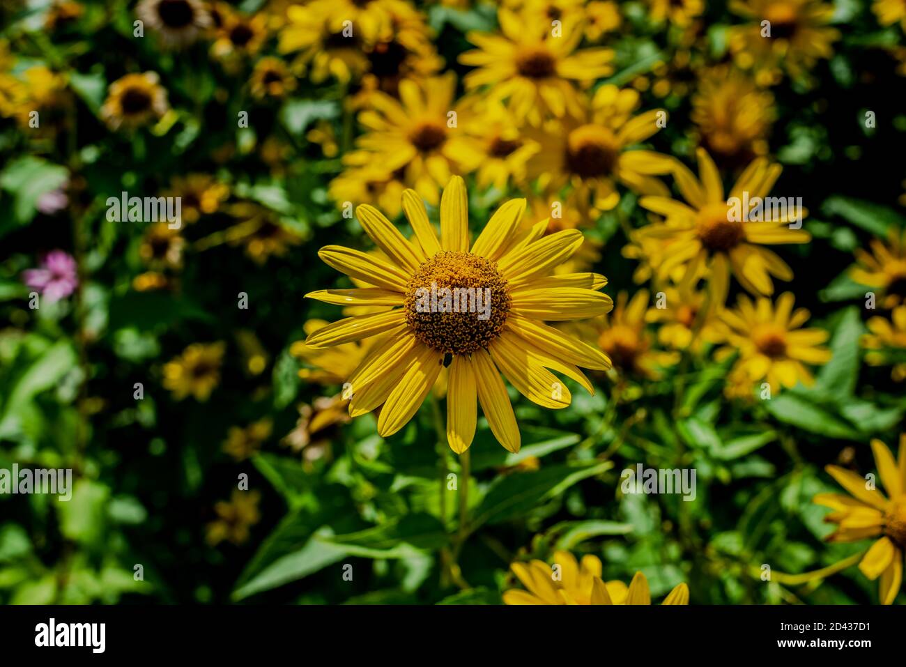 Girasoli selvatici nel prato Foto Stock