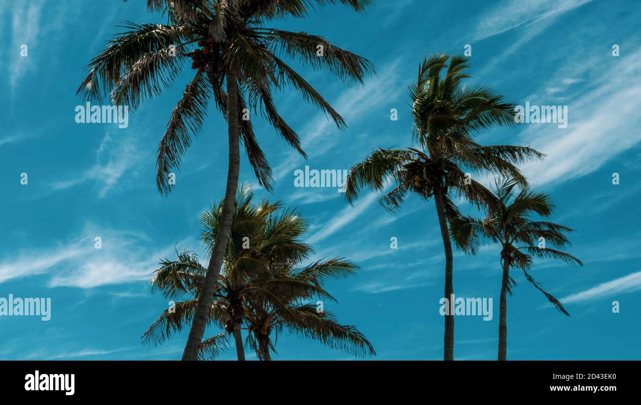 Estate tropicale Foto Stock