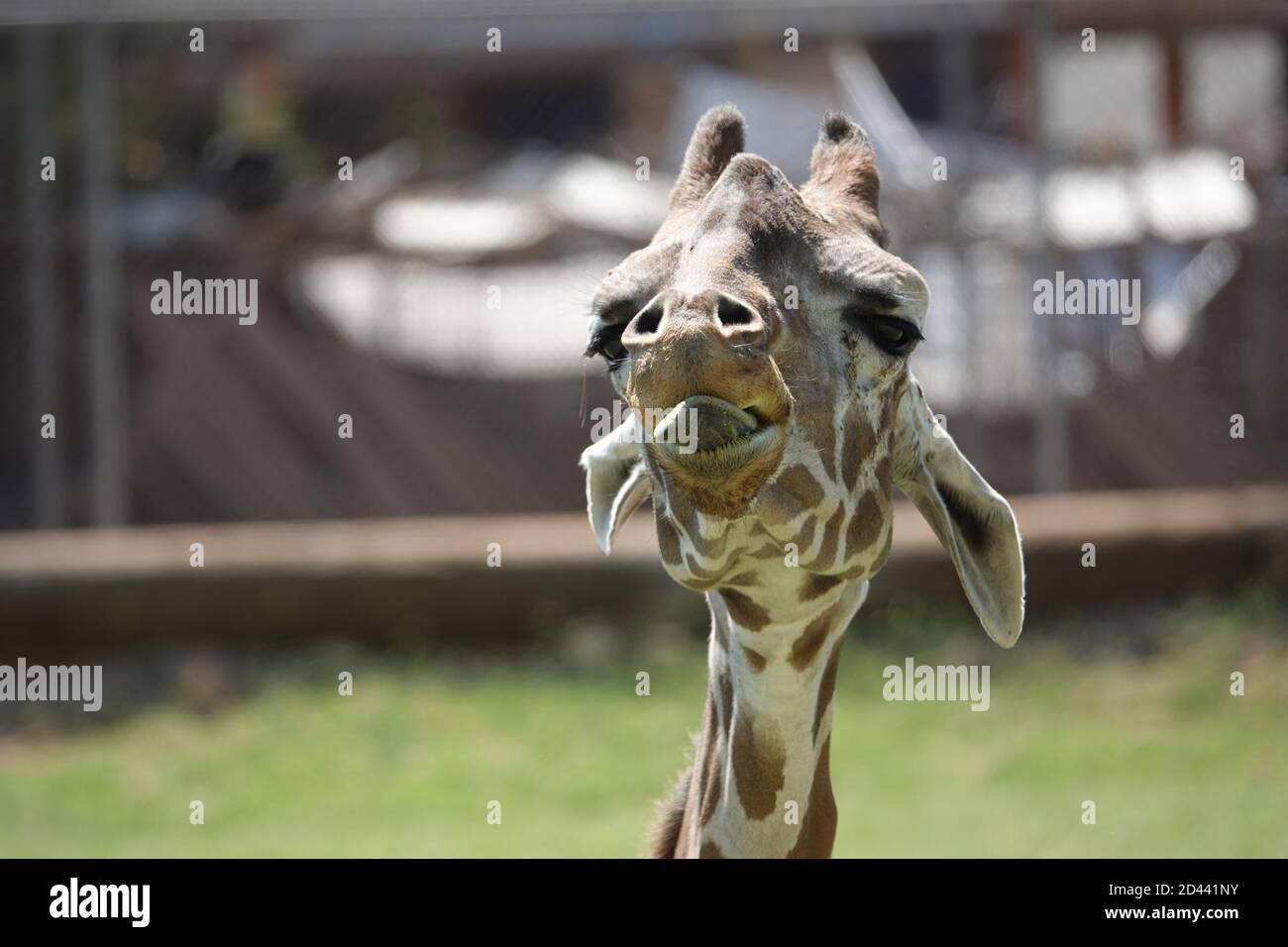 Giraffe passeggiare il loro recinto al Wildlife World Zoo in Arizona Foto Stock