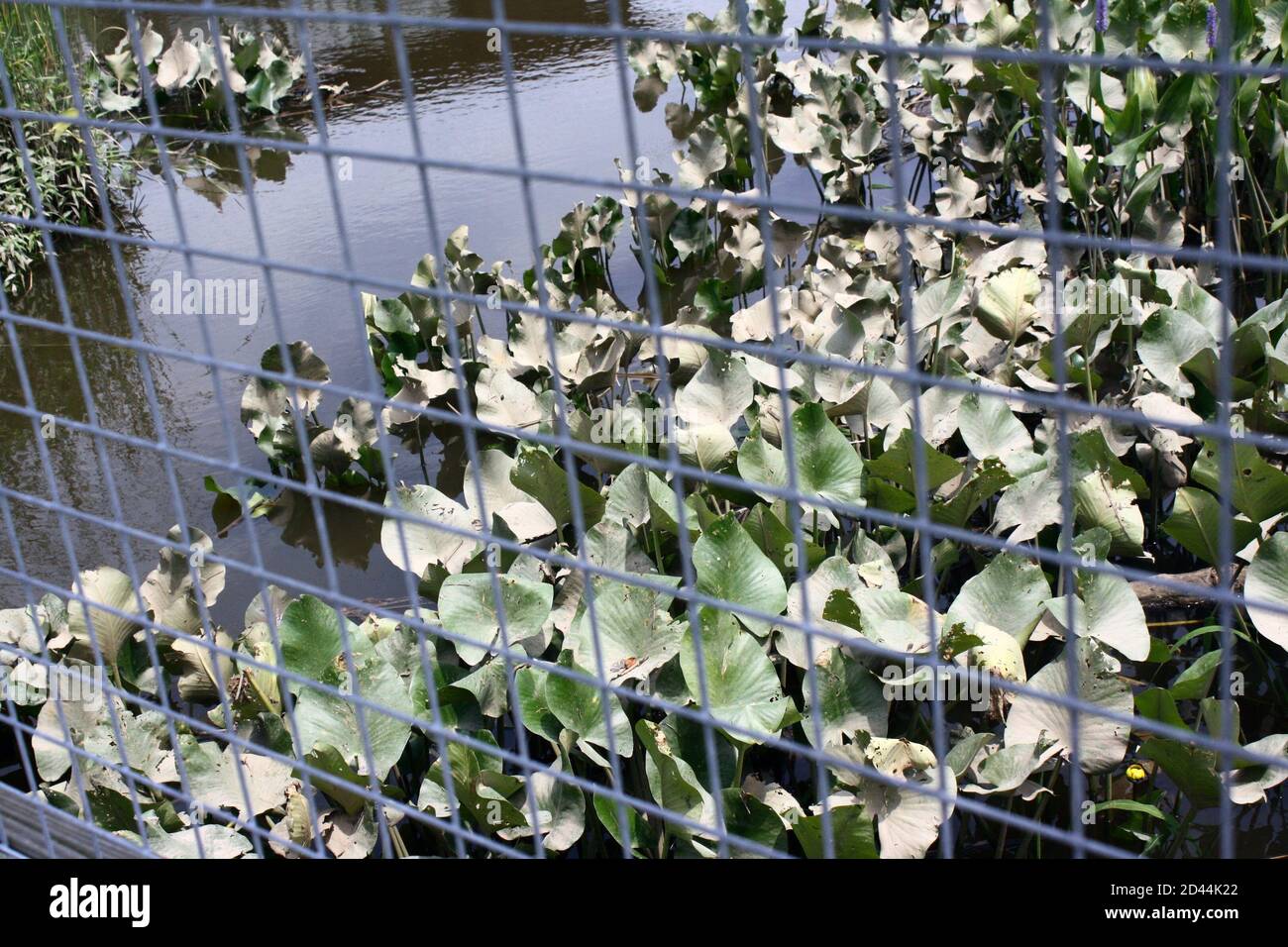 Vista dello spratterdock dietro una recinzione collegata a catena al Russell W. Peterson Urban Wildlife Refuge a Wilmington, Delaware Foto Stock