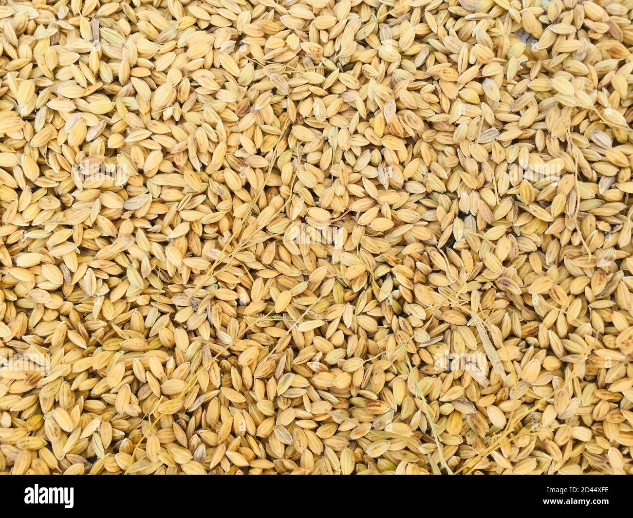 Essiccazione del grano di riso sulla strada in Asia. Riso sulla strada dopo Harvest. Processo tradizionale di grano di riso di essiccazione nel Sun. Agricoltura tradizionale, Foto Stock