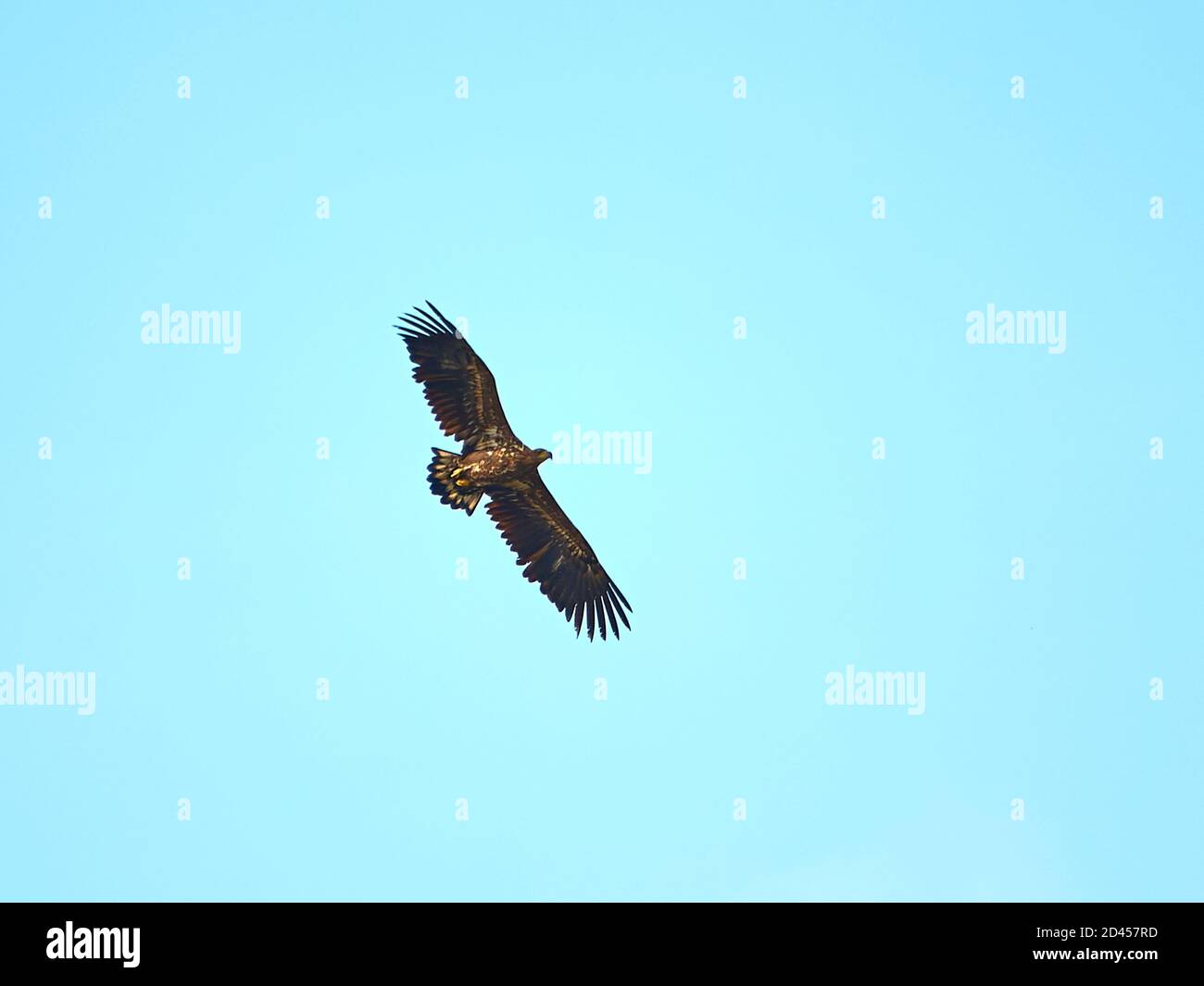 Aquila dalla coda bianca che sorvola la riserva naturale di Elbtalauen, Germania Foto Stock