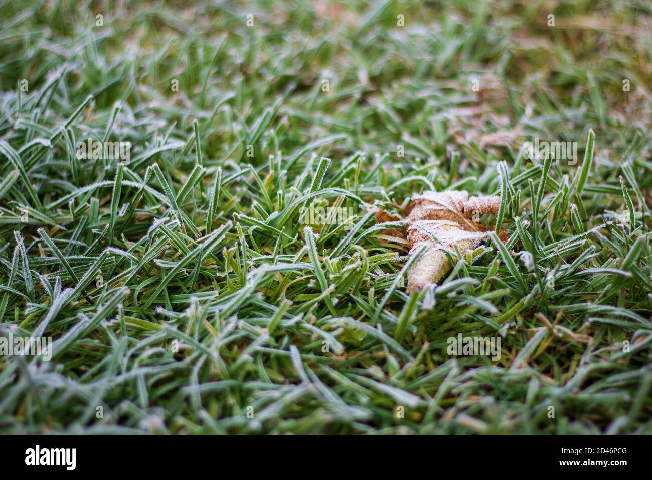 L'erba con Frost. Foto closrup Foto Stock