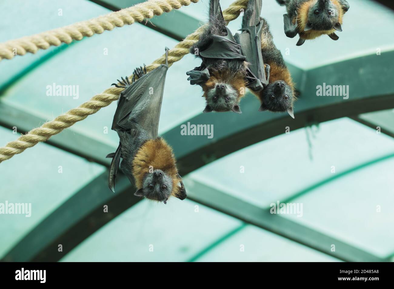 Gruppo di volpe volanti Grey-headed appende capovolte, con un soffitto di vetro e travi di metallo sullo sfondo Foto Stock