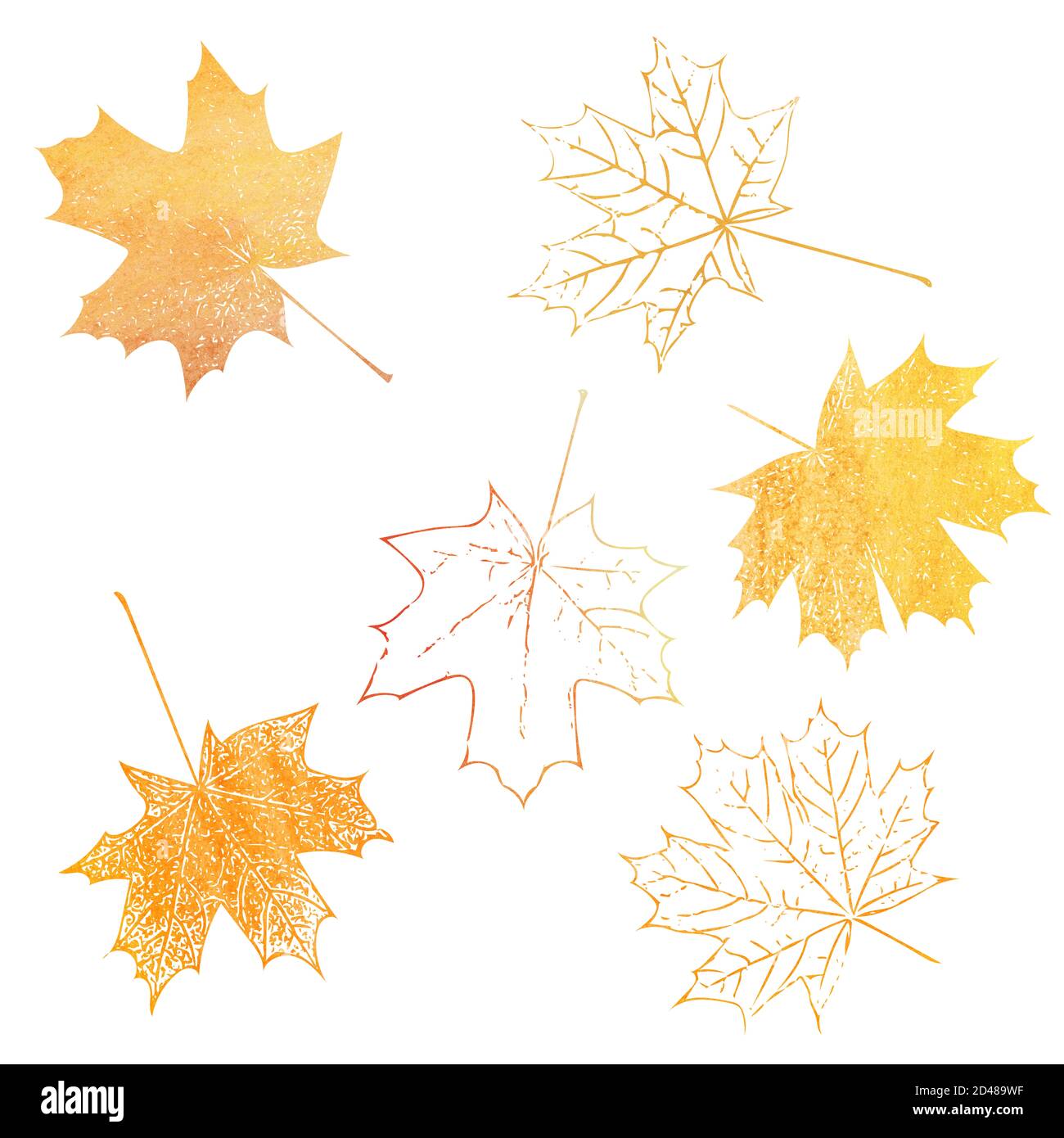Set di lamine di acero per la progettazione isolate su sfondo bianco. Simbolo della foglia d'acero autunnale per biglietti, striscioni, stampe e poster. Foto Stock