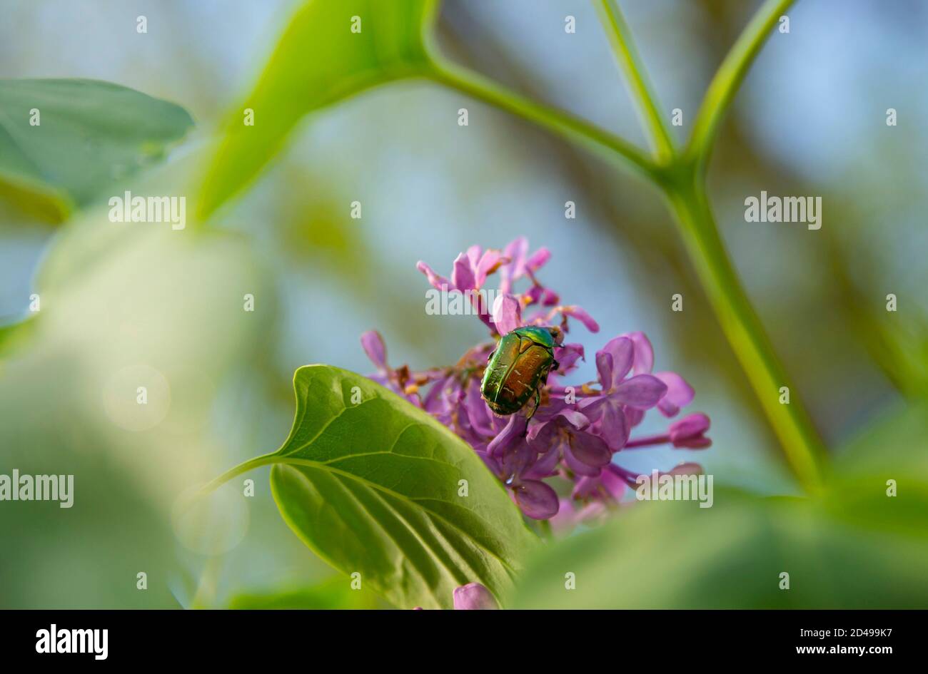 Beetle su un ramo di lilla con foglie Foto Stock