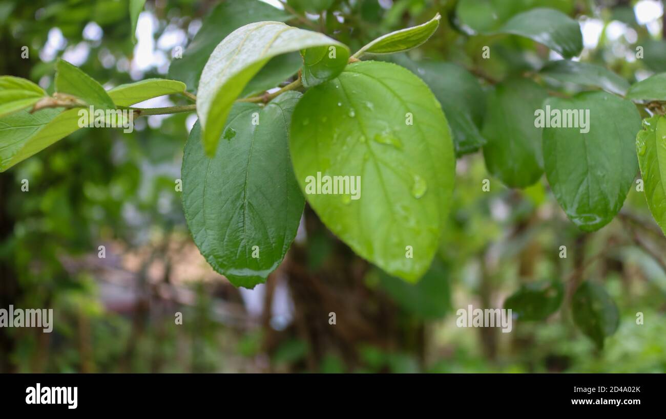 In Bangladesh una delle frutta di stagione più popolari è Jujobe, in Bangla la la gente lo chiama Boroi o Kul. È anche conosciuto come jujube indiano. Foto Stock