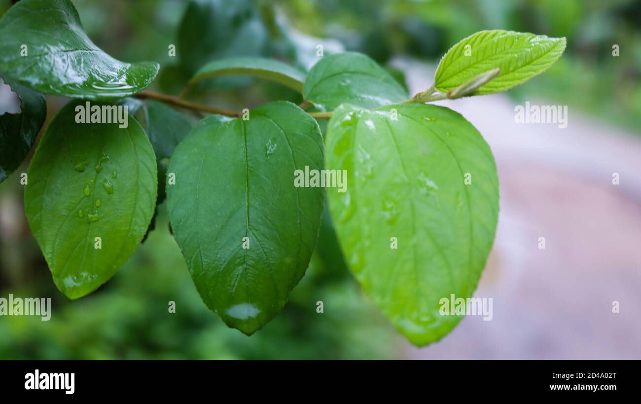 In Bangladesh una delle frutta di stagione più popolari è Jujobe, in Bangla la la gente lo chiama Boroi o Kul. È anche conosciuto come jujube indiano. Foto Stock