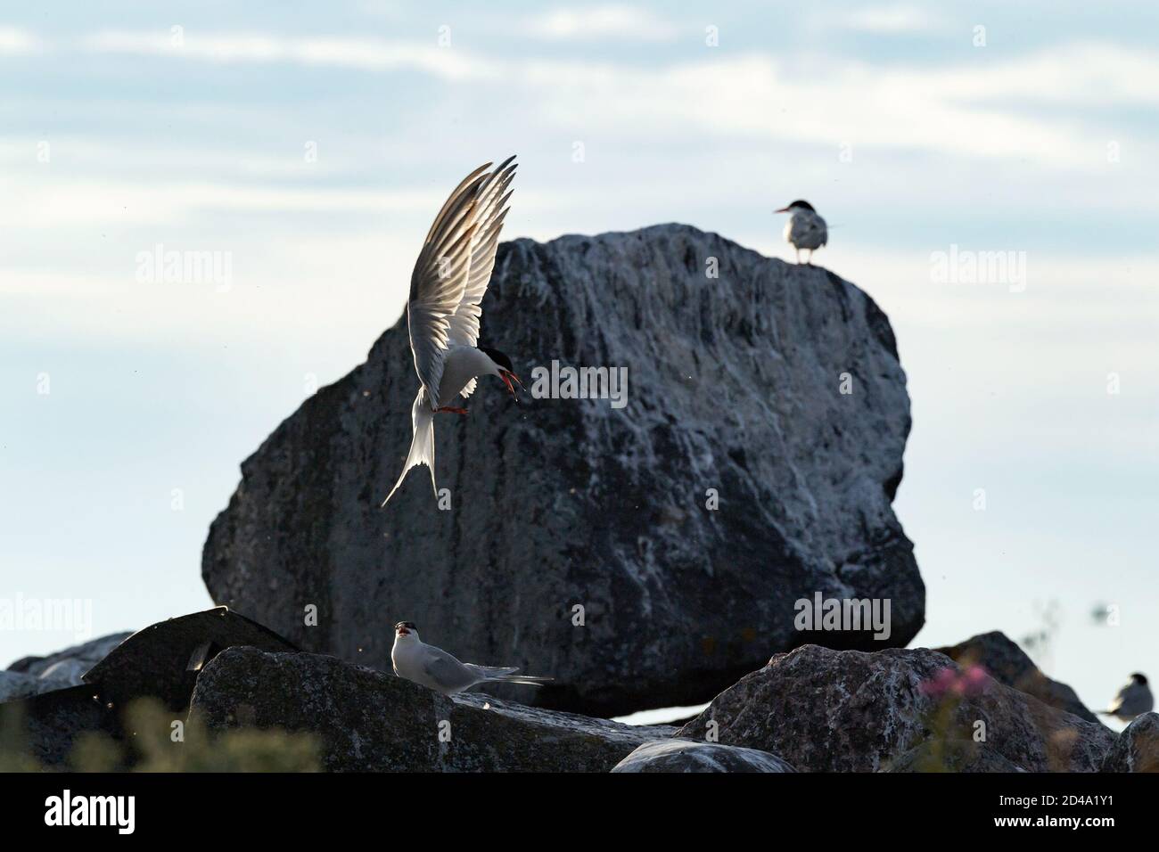 Tern in volo. Alette di distribuzione. Vista laterale, tramonto posteriore chiaro, sfondo scuro. Comune terna, nome scientifico: Sterna hirundo. Foto Stock