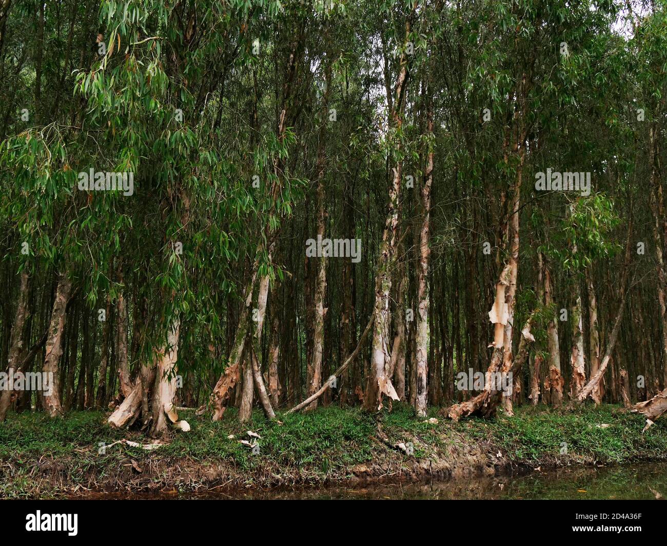 Vietnam, zona di Ninh Binh, Hoa Lu, Paesaggio Foto Stock