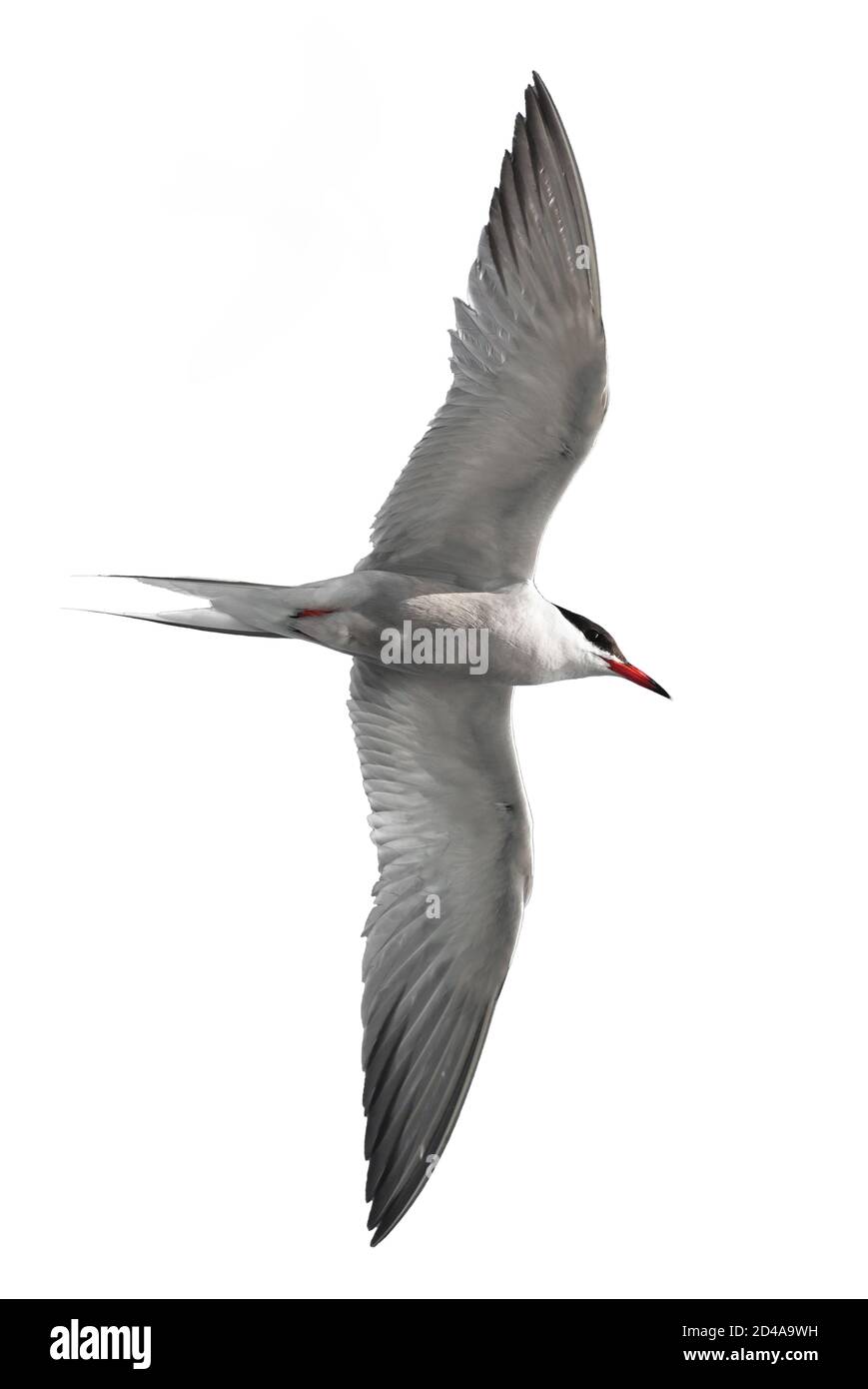 Terna comune adulta in volo. Isolato su sfondo bianco. Primo piano. Nome scientifico: Sterna hirundo Foto Stock