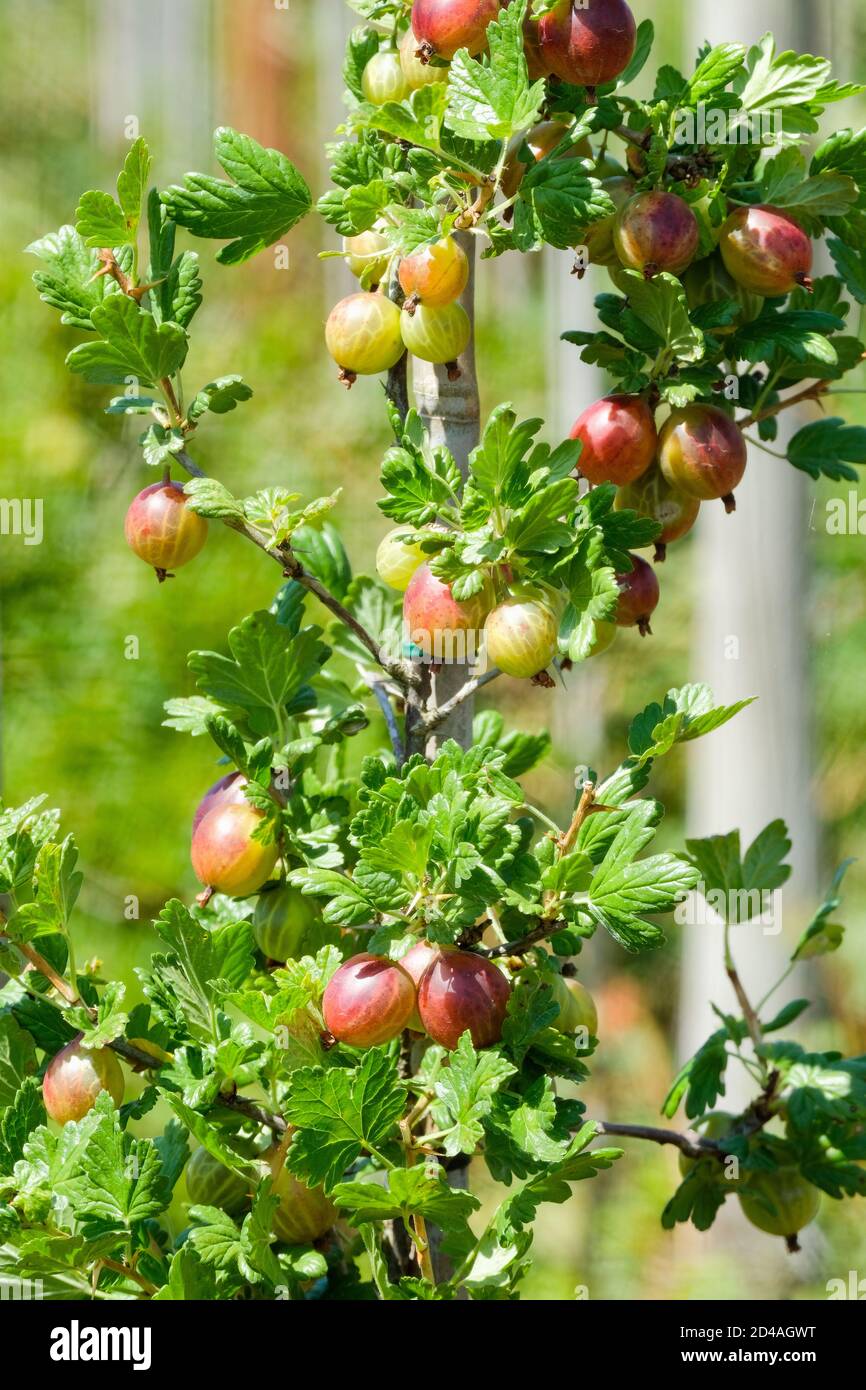 Le bacche mature rosse scure di Ribes uva-CRIspa "Crown Bob". Uva spina 'Crown Bob' Foto Stock