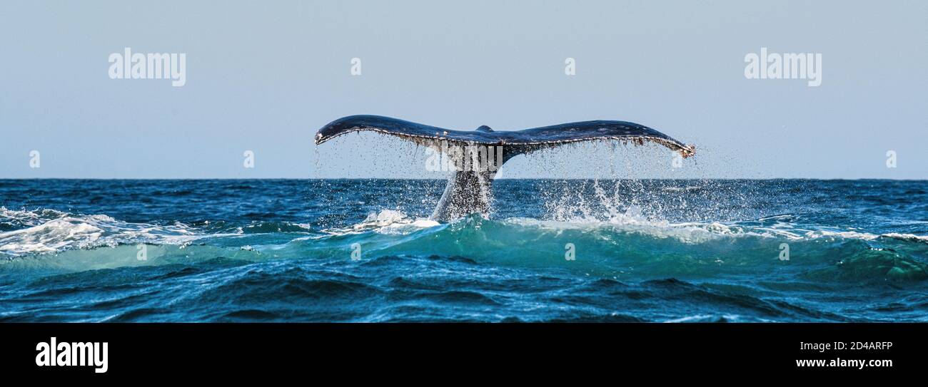 Una balena Humpback alza la sua coda potente sopra l'acqua dell'oceano. La balena sta spruzzando acqua. Nome scientifico: Megaptera novaeangliae. Dopo sud Foto Stock