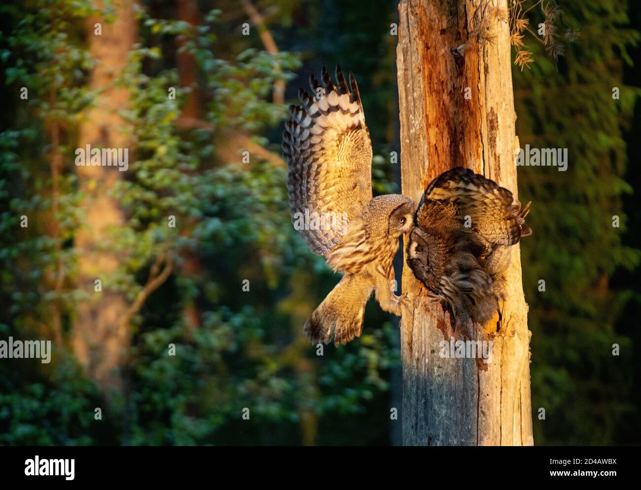I gufi alimentano i pulcini seduti nel nido nella cavità di un vecchio albero. Il gufo di Ural (Strix uralensis). Luce dell'alba. Estate foresta. Abita naturale Foto Stock